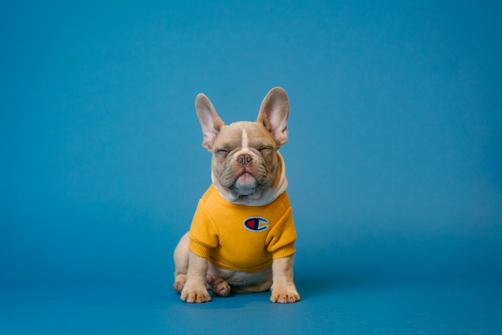 黄色い服を着た犬